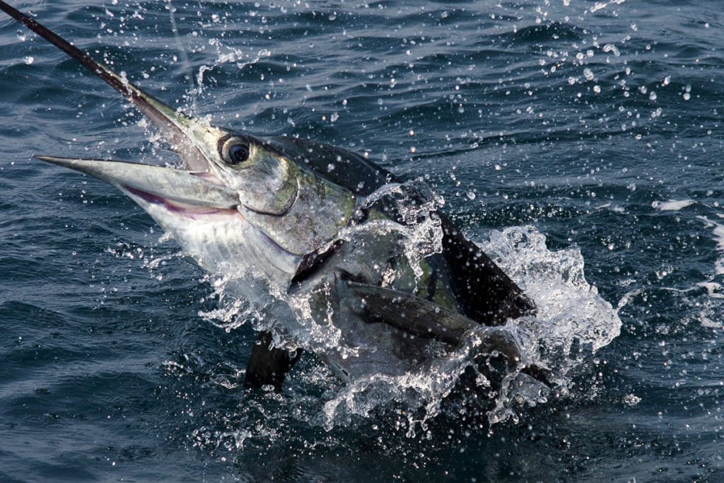 A hooked-sailfish boatside