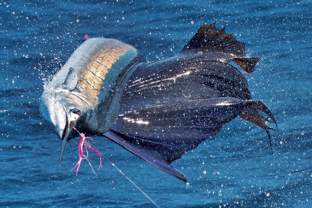 Jumping sailfish caught while flyfishing