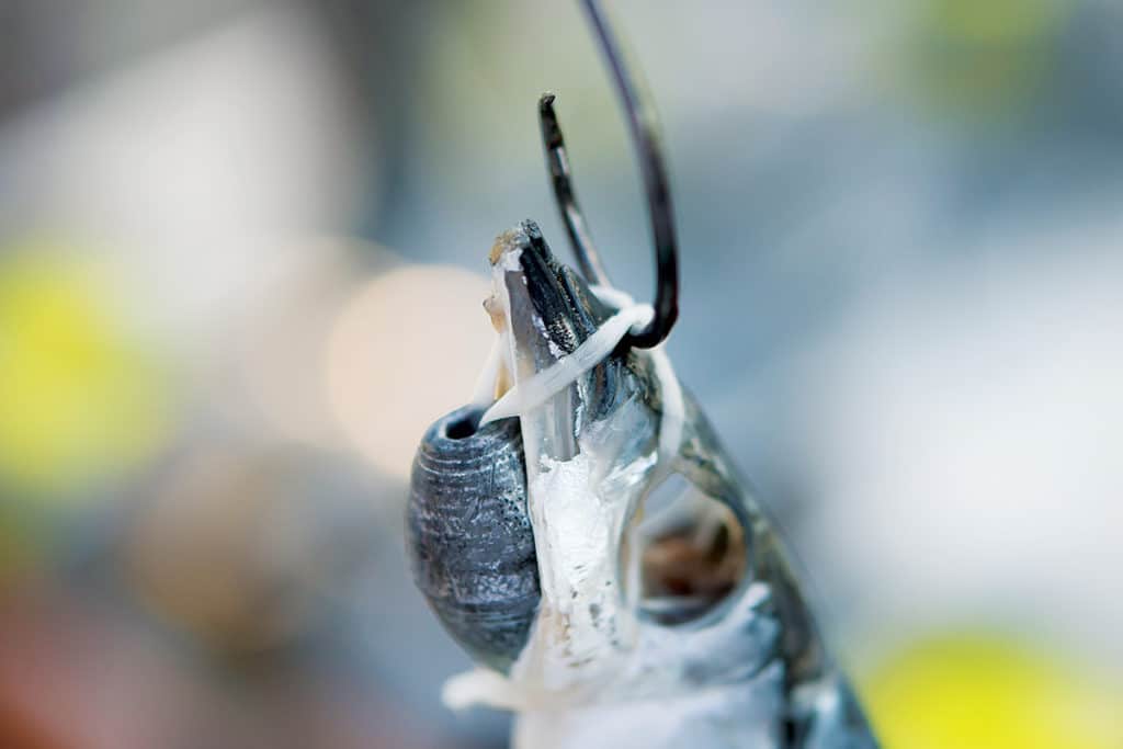 Chin-weighted ballyhoo sailfish fishing bait with a circle hook