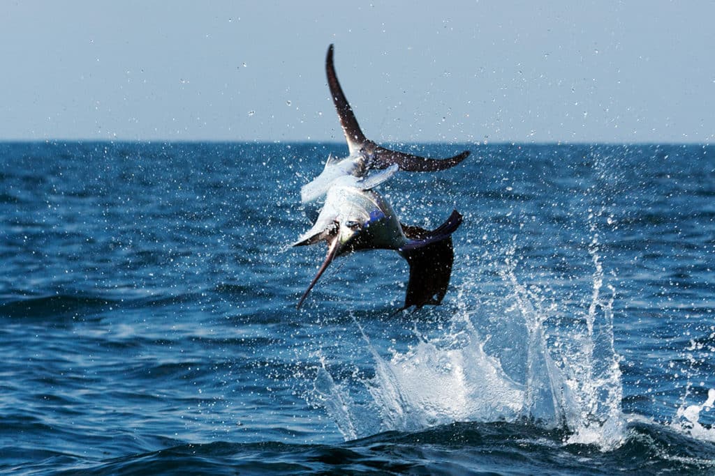 A jumping sailfish caught while deep sea fishing