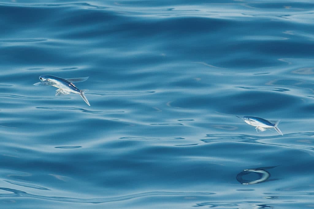 Flying fish seen while sailfishing