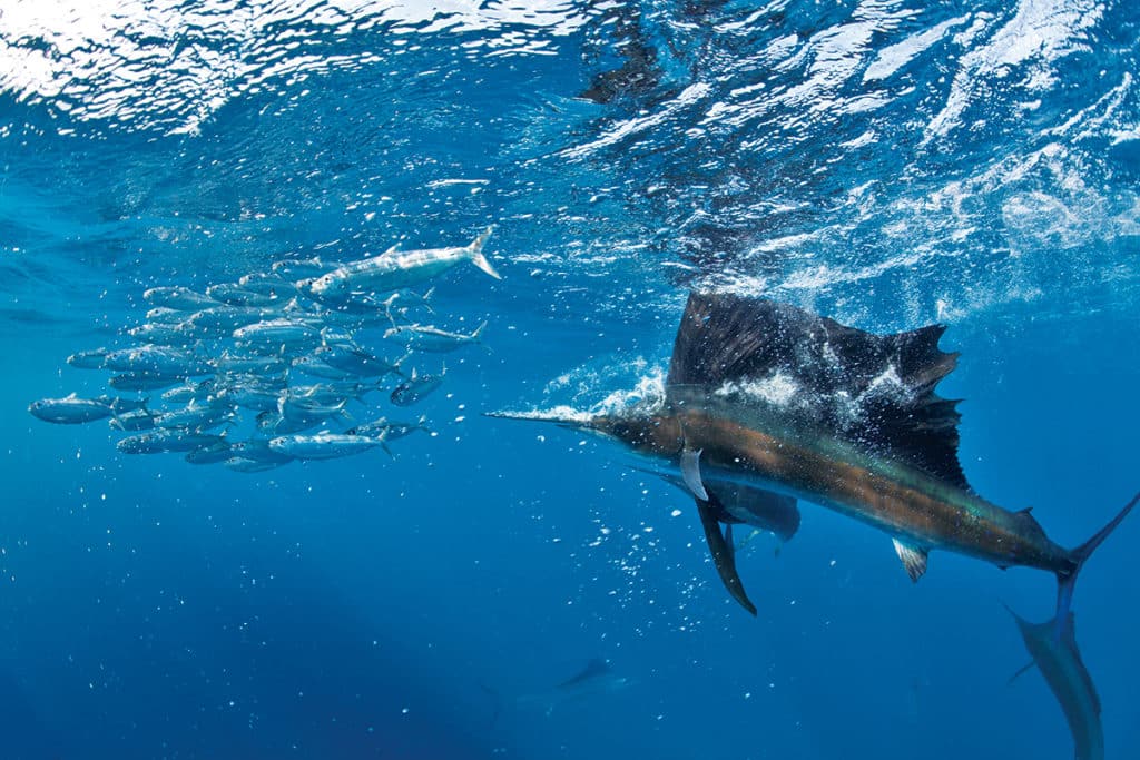 Sailfish schooling around fishing bait schools