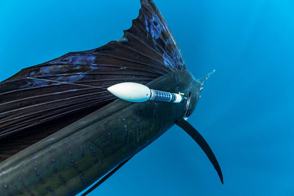 underwater sailfish tagged with electronic tag collecting data