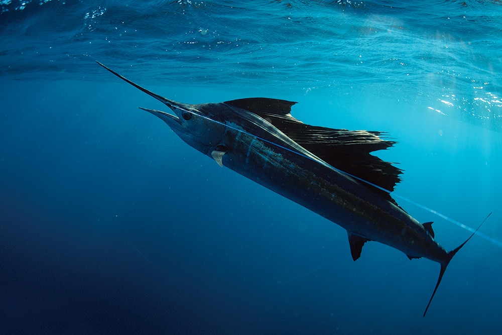 sailfish under water