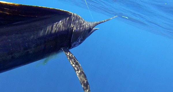 Underwater Sailfish Photo