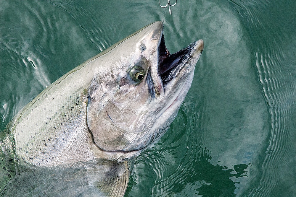 salmon in water