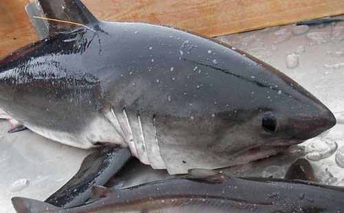 Salmon Sharks Wash Up Dead on Oregon Beaches