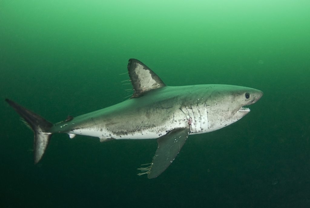 Shark Fishing - An Angler's Guide to Species: Salmon shark