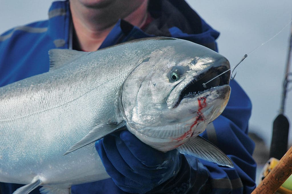 Salmon Hooked in Alaska