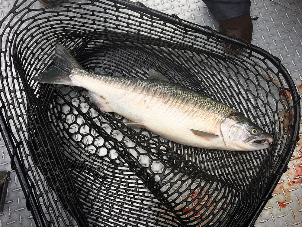 Coho Salmon in Net