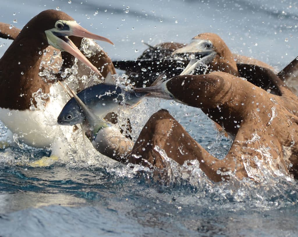 extraordinary fishing photos - brown boobies