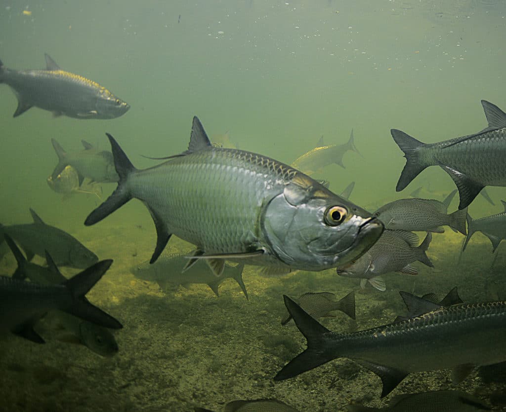 extraordinary fishing photos - tarpon