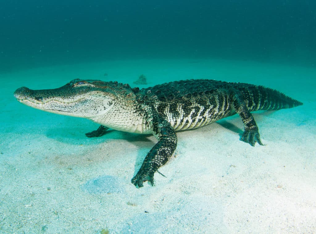 extraordinary fishing photos - alligator sits on ocean floor