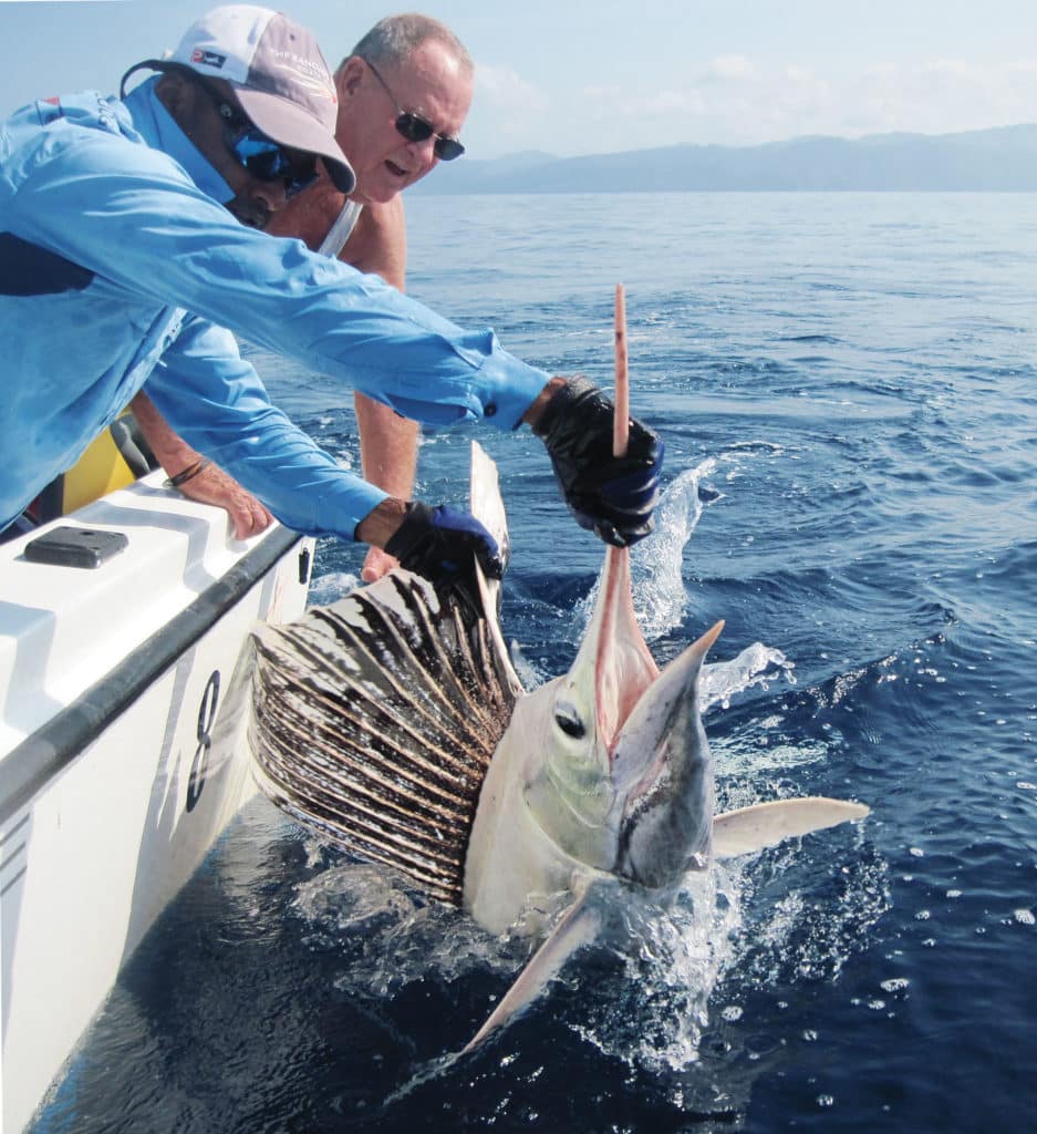 extraordinary fishing photos - white sailfish