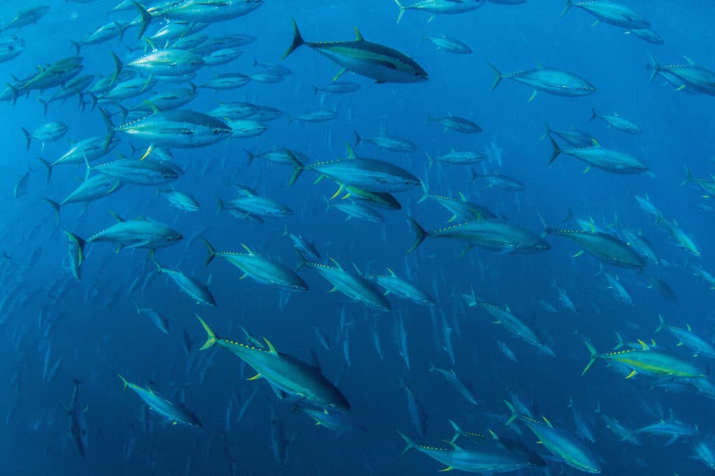 extraordinary fishing photos - massive yellowfin tuna school