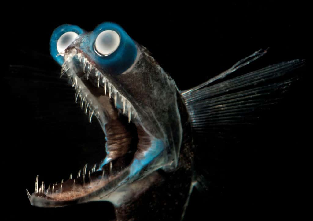 extraordinary fishing photos - a rare deepwater lanternfish
