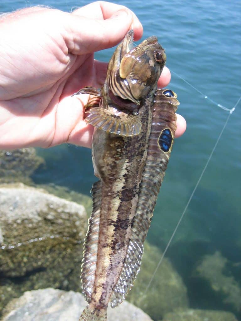 Sarcastic fringehead