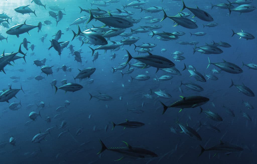school of yellowfin tuna