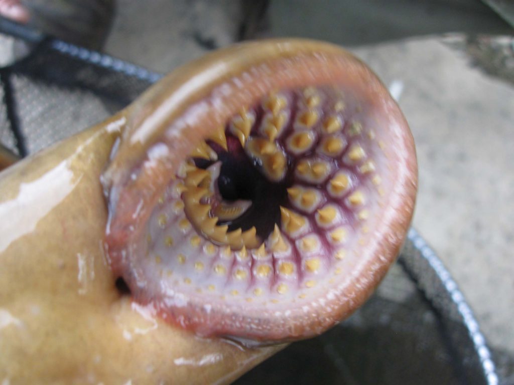 Sea lamprey