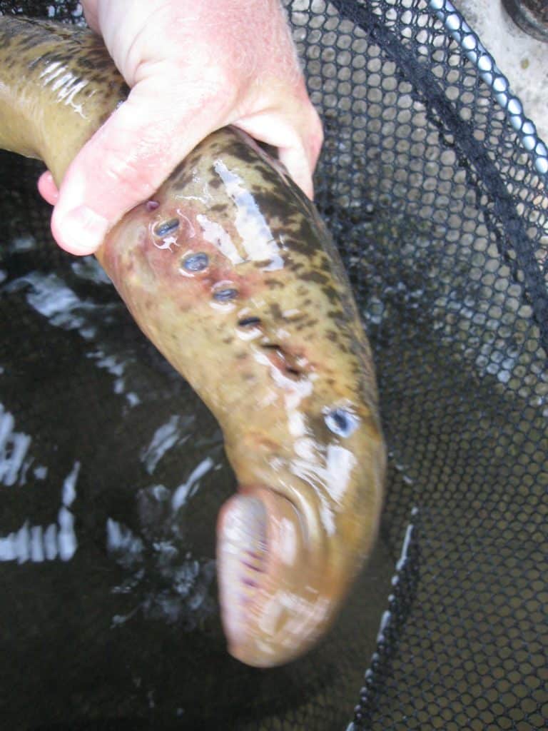 Sea lamprey