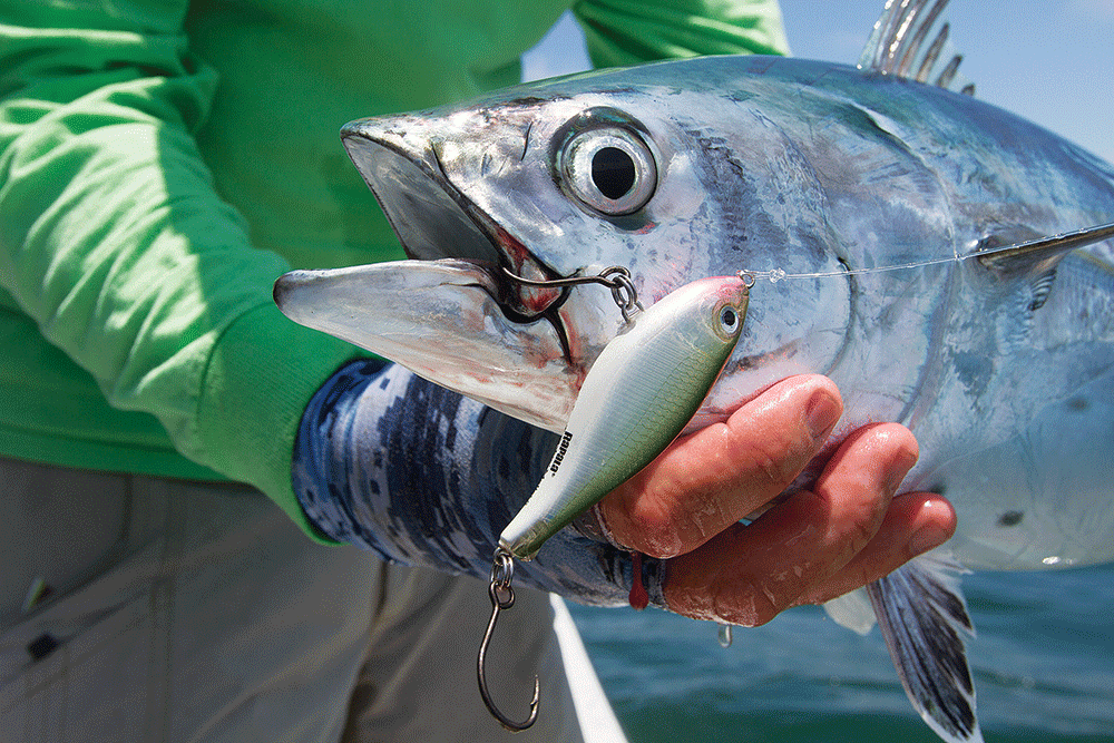 false albacore fishing off Florida