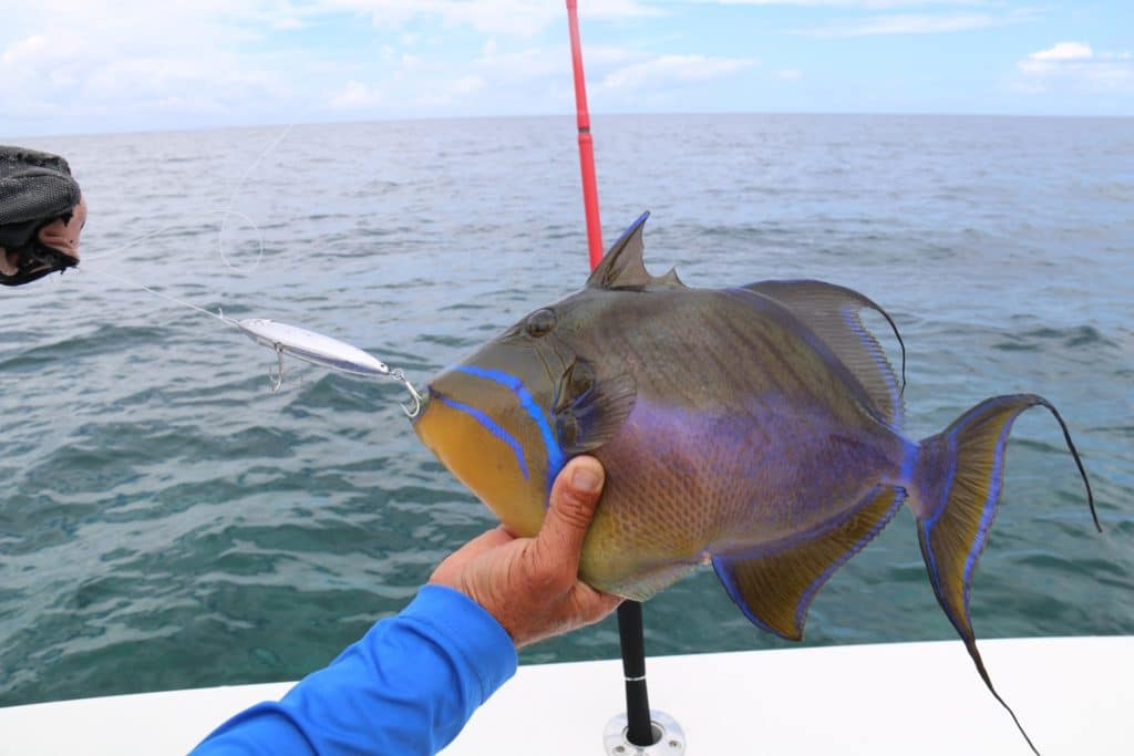 A queen triggerfish on a stickbait