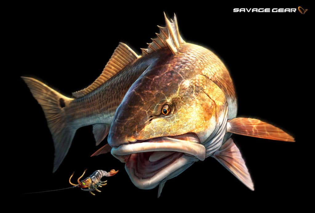 Amazing Fish Illustrations