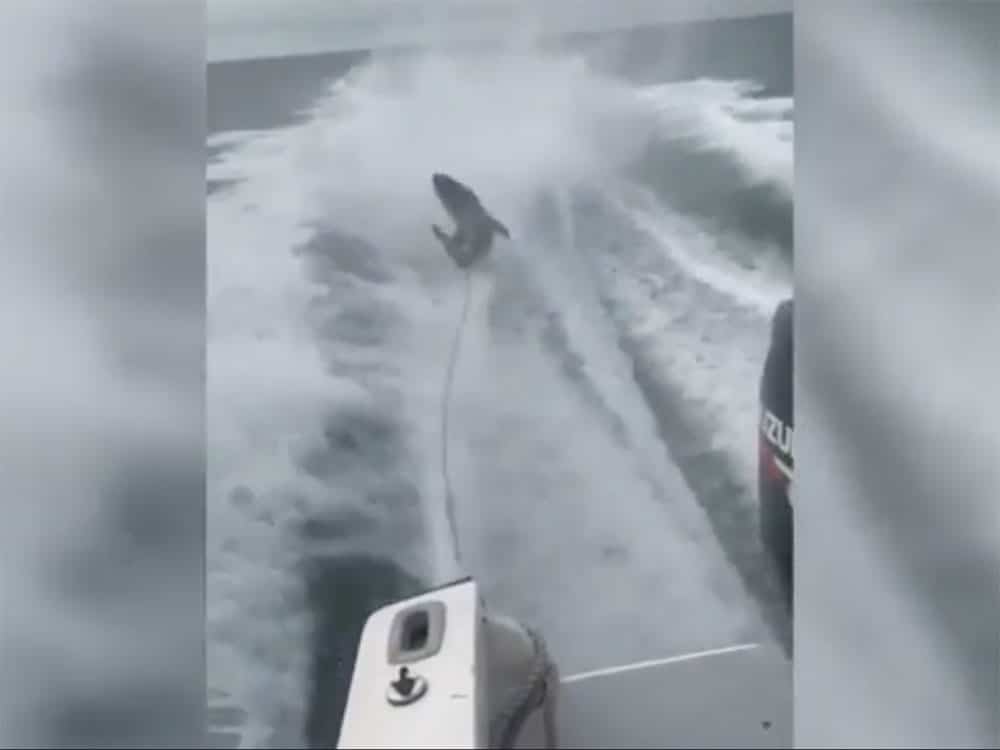 shark drug behind boat