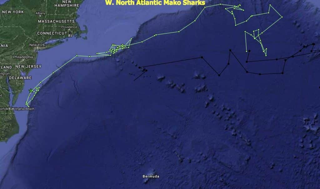 mako shark record distance