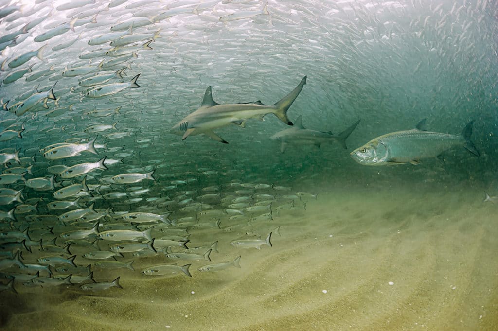 Sharks and blacktip sharks