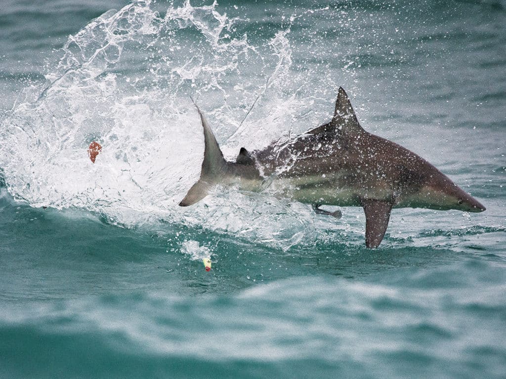 shark jumps