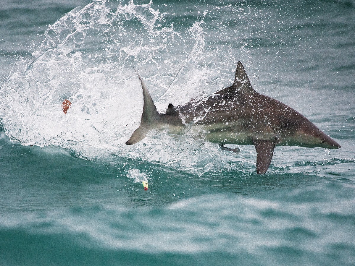Topwater Shark Fishing