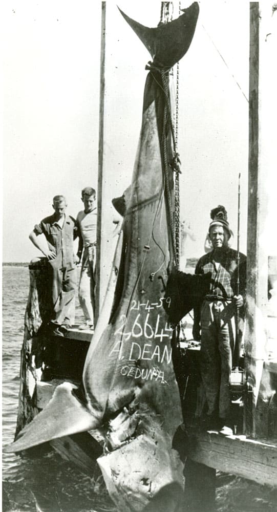 2,664-Pound White Shark biggest world-record fish caught fishing