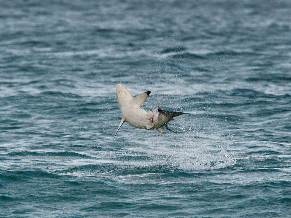 Most sharks don’t jump when hooked, but these two similar species leap clear out of the water.