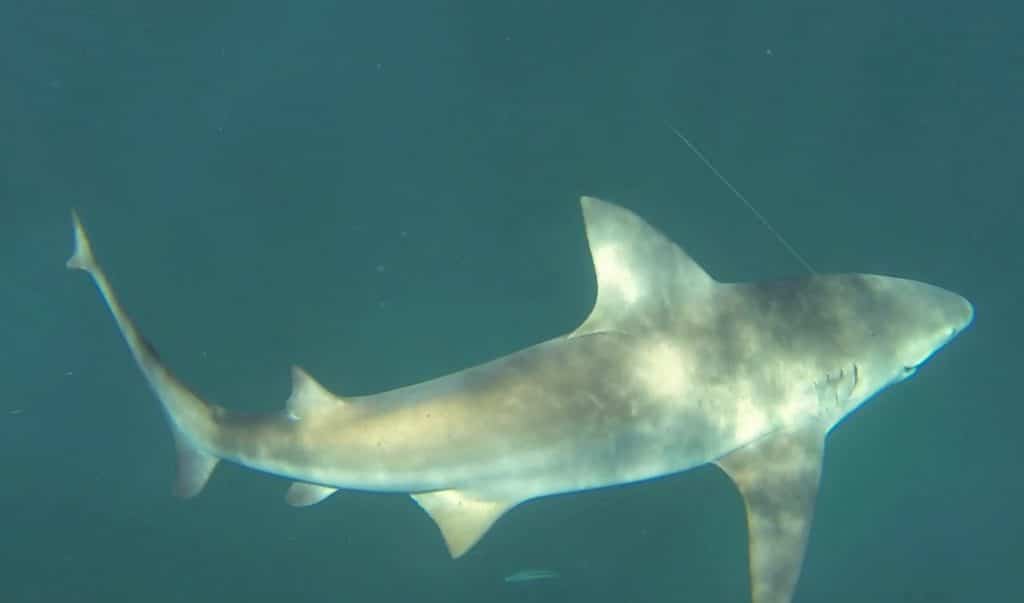 Underwater view of a bull shark