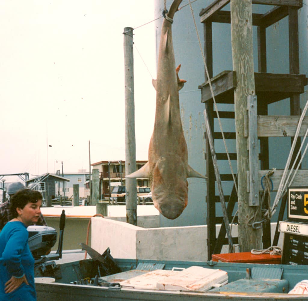 405-POUND LEMON SHARK