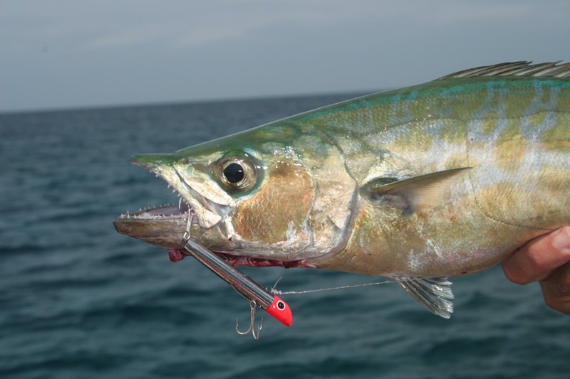 shark_mackerel_northern_australia.jpg