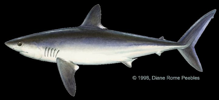 porbeagle shark