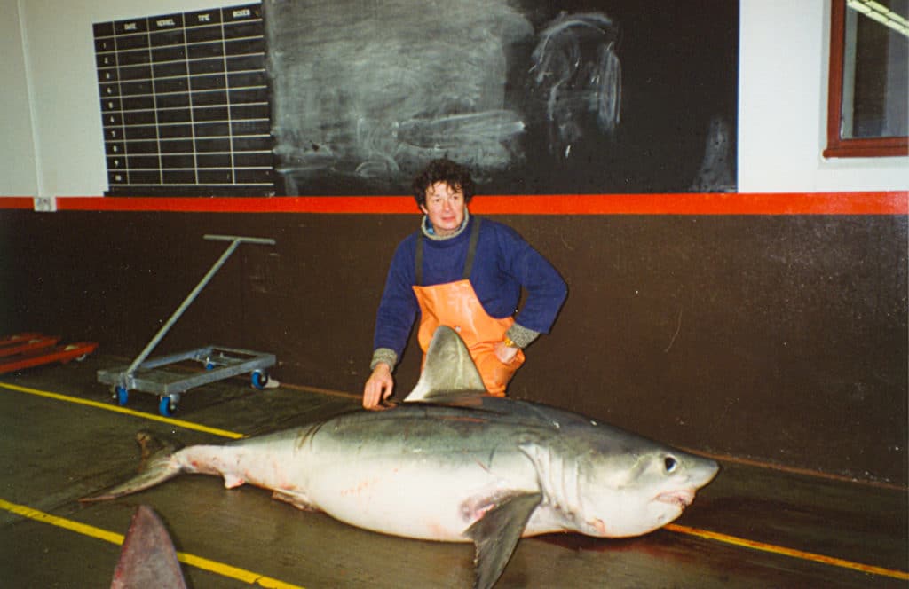 528-POUND PORBEAGLE SHARK