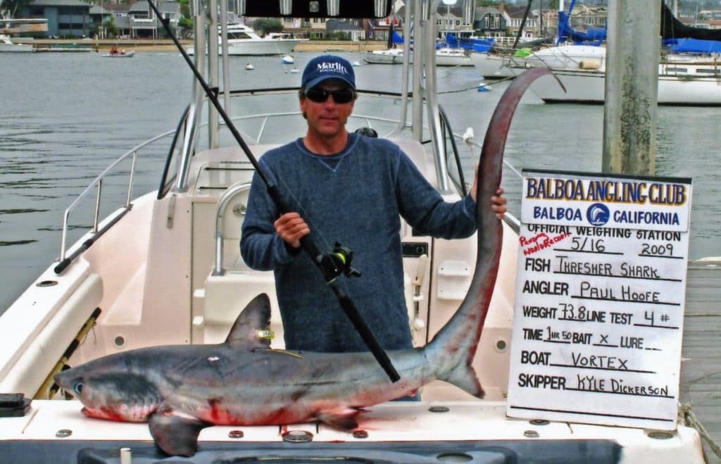 world-record thresher shark