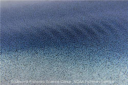 Shark Skin