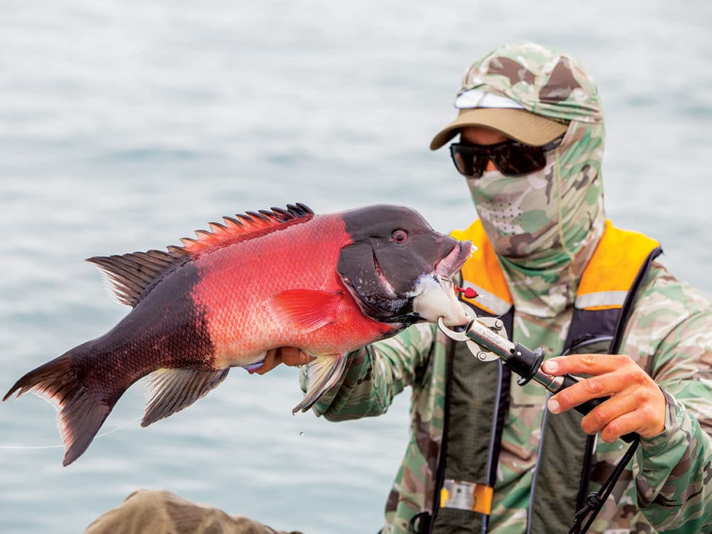 male sheephead