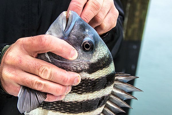 Sheepshead Fishing photo of the day - 2