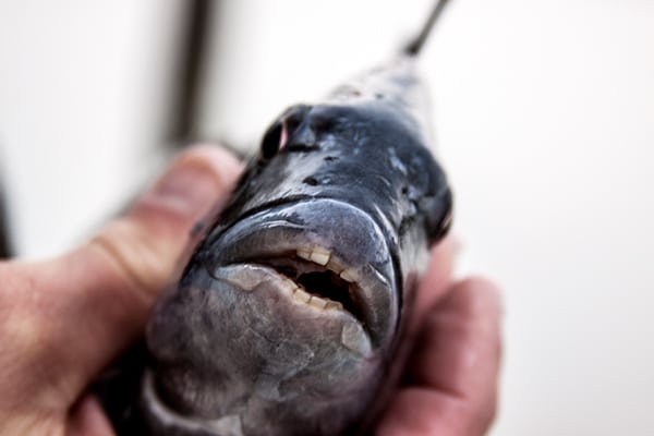 Sheepshead Fishing photo of the day