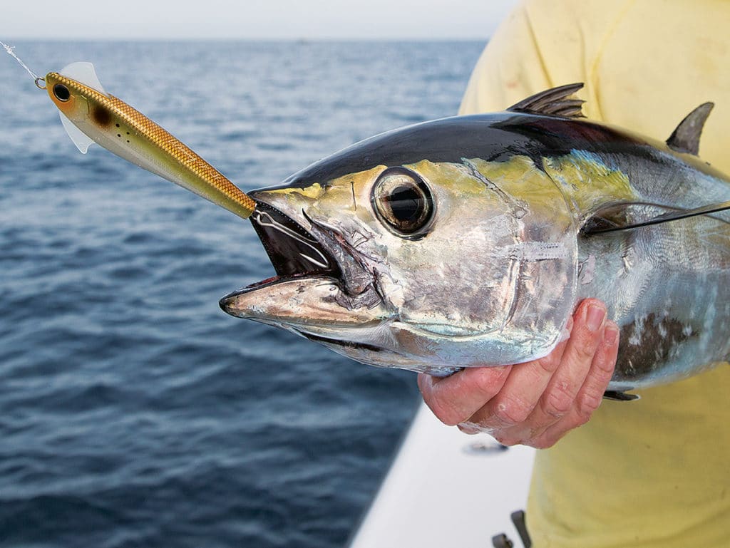 tuna on Shimano iron