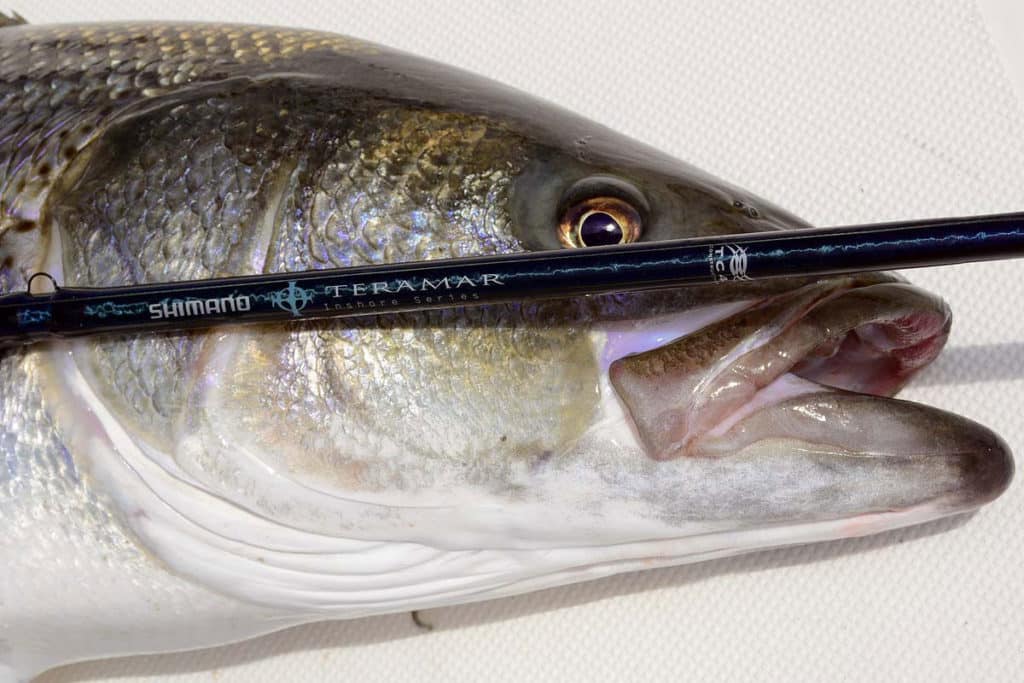 Best Fishing Rods for Inshore Variety
