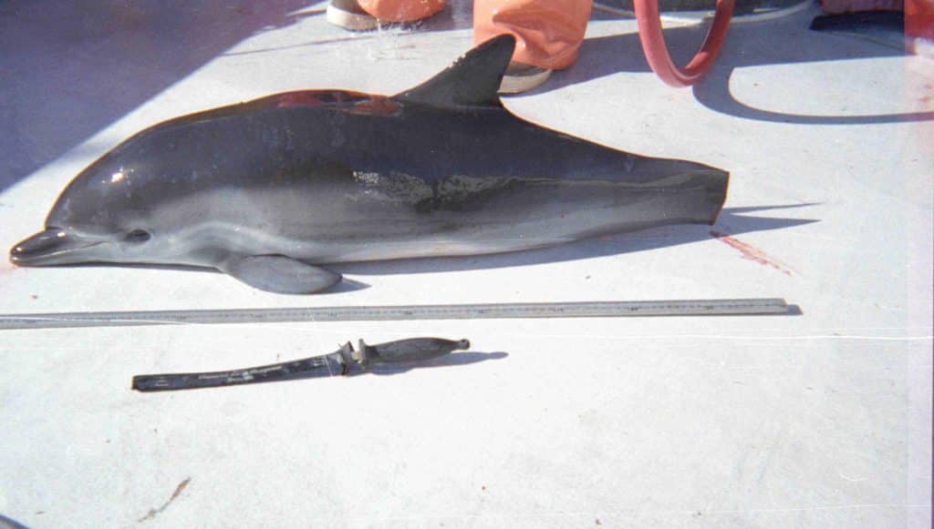 Dolphin Mutilated and Killed by a Drift Gill Net