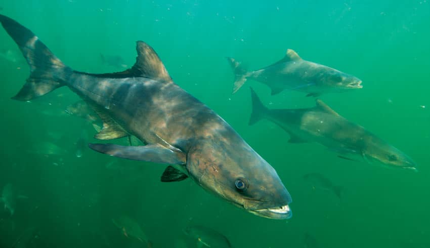 sight-fishing-cobia.jpg