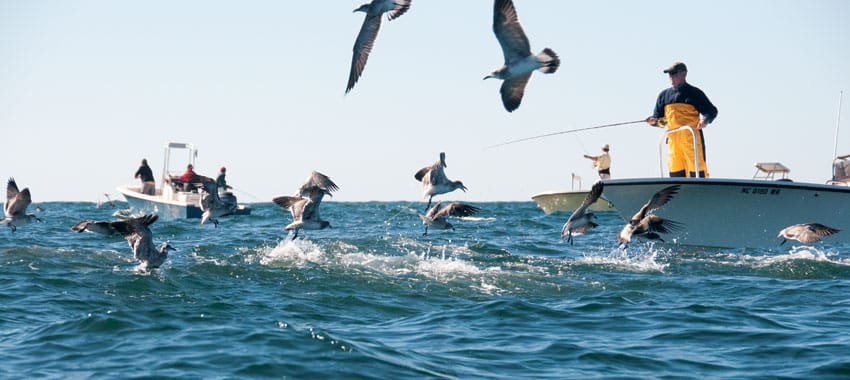 Great Sight-Cast Fisheries