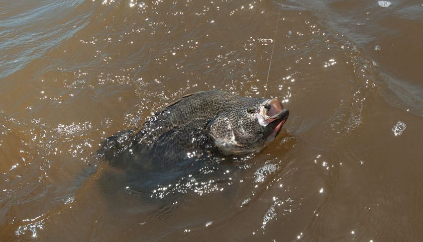 sight-fishing-tripletail.jpg